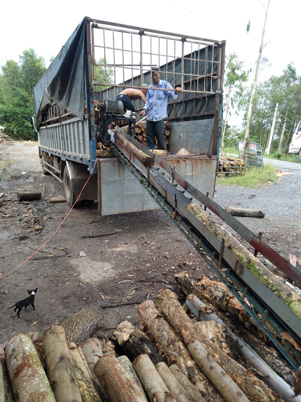 Melaleuca timber pile