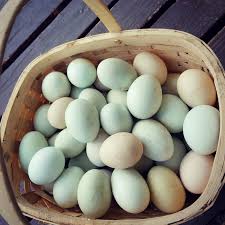 Duck egg