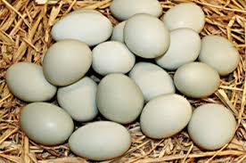 Duck egg