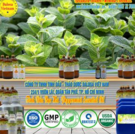 Peppermint essential oil