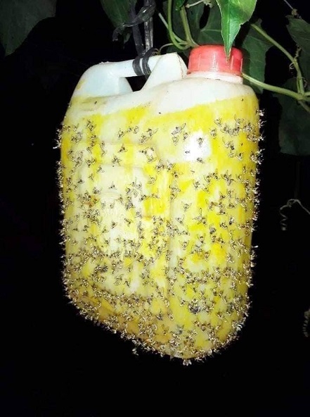 Fly control product