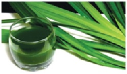 Pandan flavor