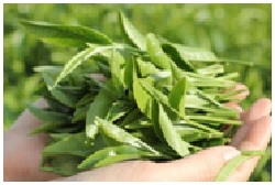 Green tea flavor