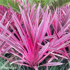 Cordyline plant