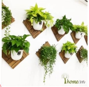 Greenery decoration for offices