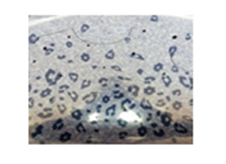 Printing on products