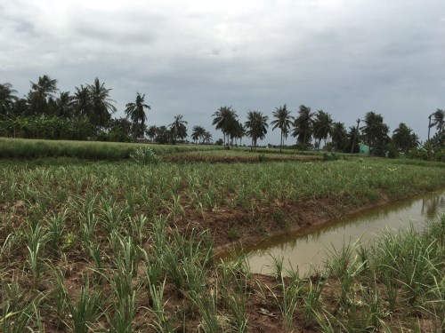 Lemongrass field