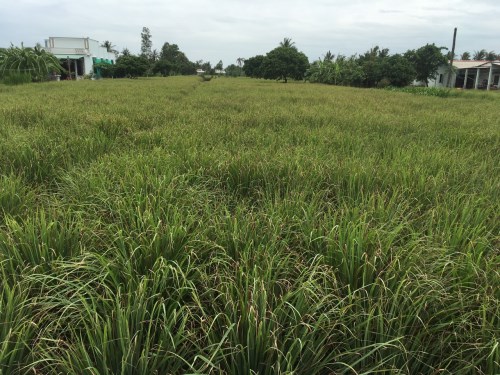 Lemongrass field