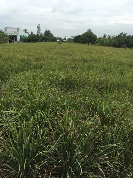 Lemongrass field