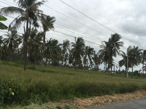 Lemongrass field