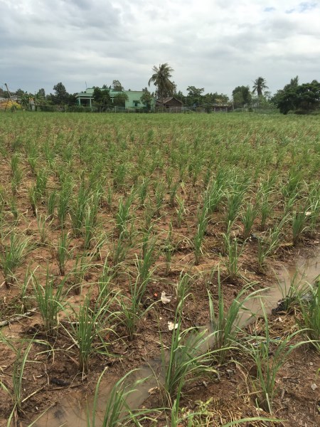 Lemongrass field