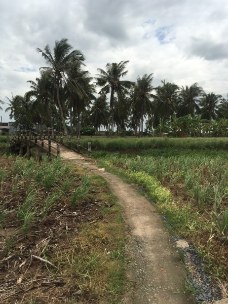Lemongrass field