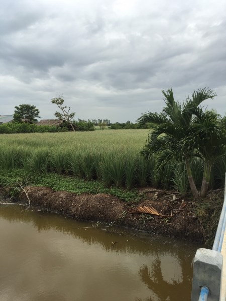 Lemongrass field