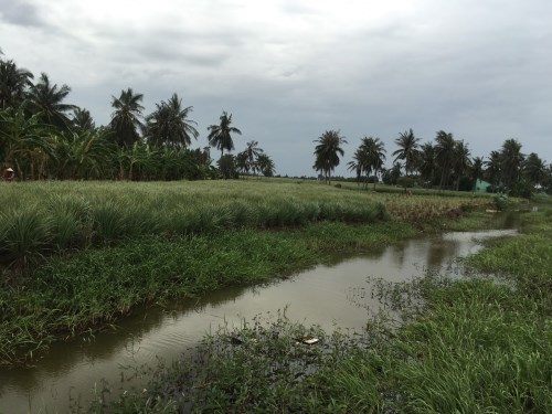 Lemongrass field