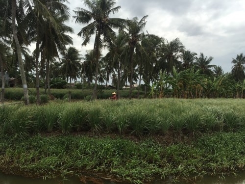Lemongrass field