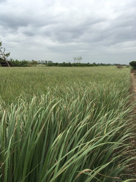 Lemongrass field