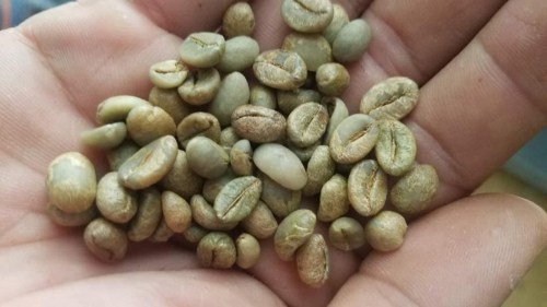 Robusta