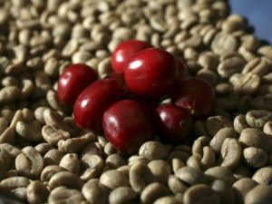 Green Robusta Coffee