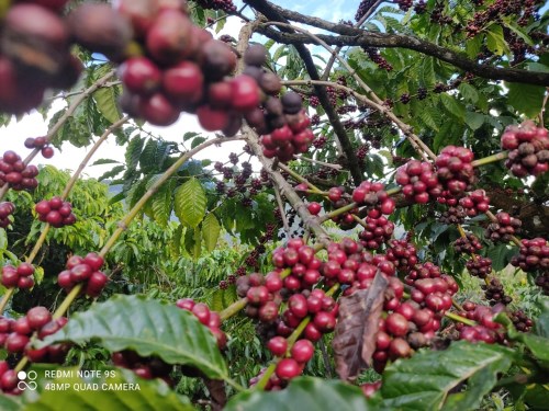 Coffee