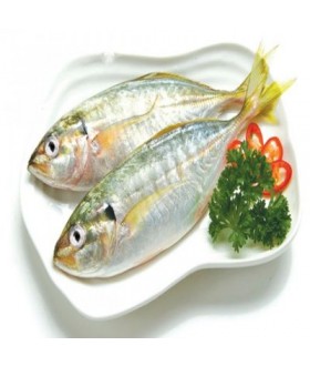 Indian mackerel