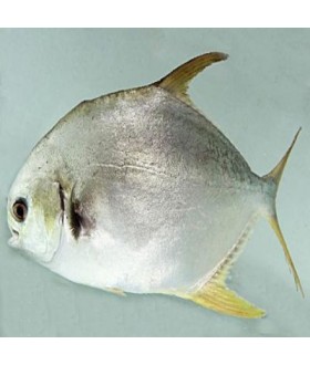 Sea pompano