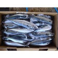 Frozen mackerel