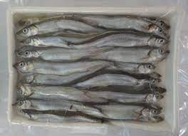 Frozen capelin