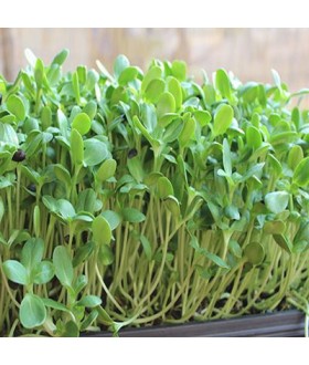Sprouting