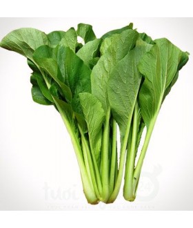 Yu choy
