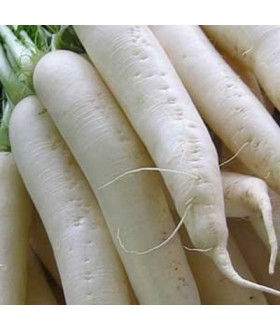 Daikon