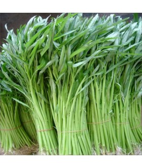 Water spinach