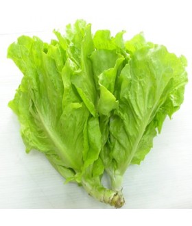 Lettuce
