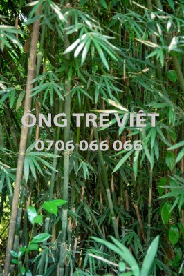 Bamboo straws