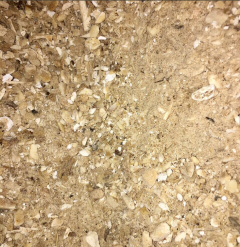 Bone meal
