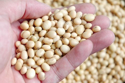 Yellow soybeans