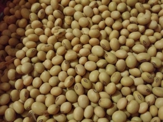 Green soybeans