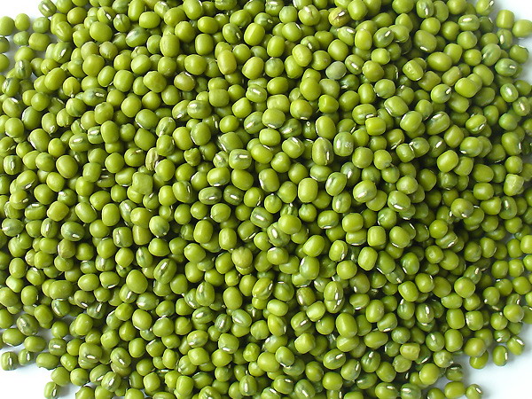 Green beans for sprouting