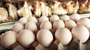 Chicken egg