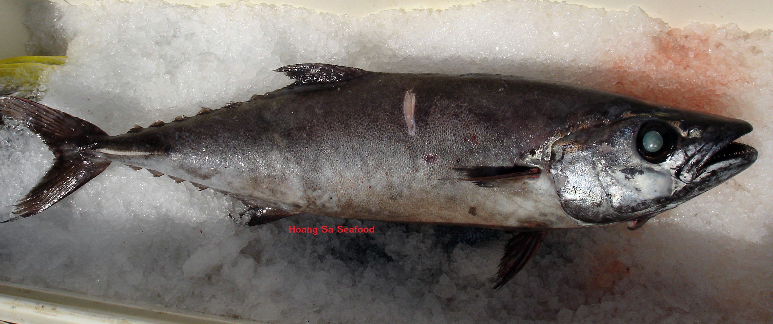 Oil fish