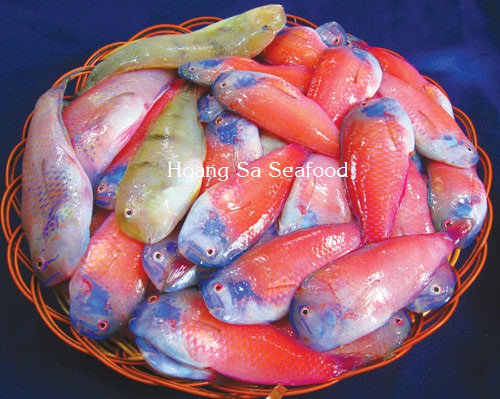 Parrot fish