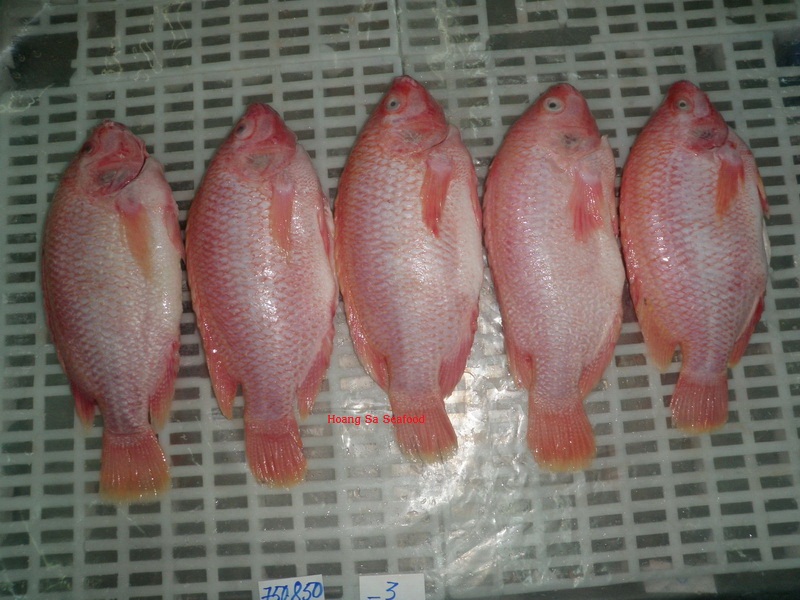 Red Tilapia