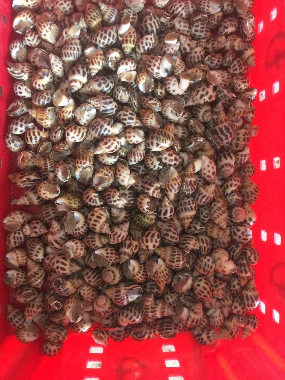 Sweet snails