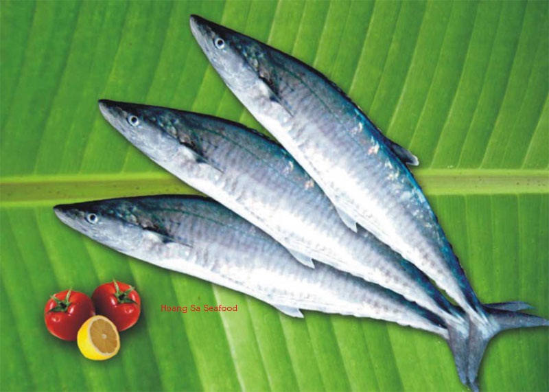 Wahoo fish