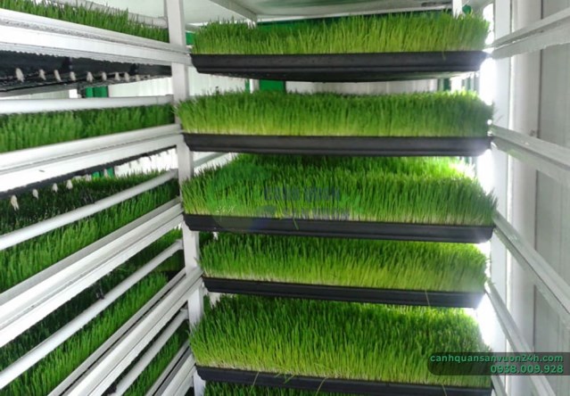 Clean vegetable garden designing service
