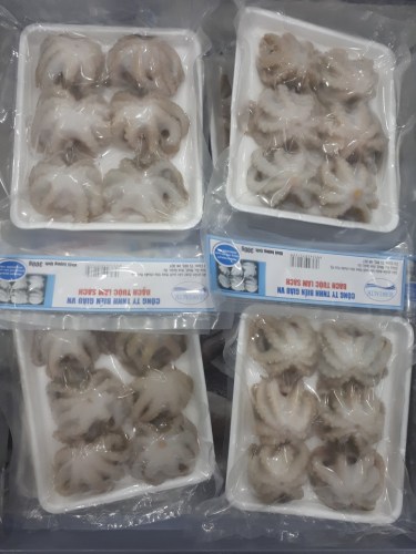 Octopus