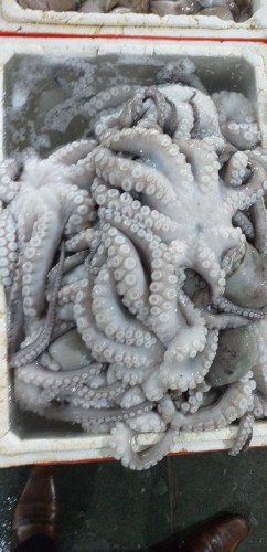 Octopus