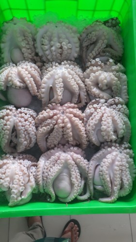 Octopus