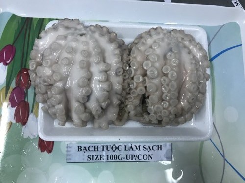 Octopus