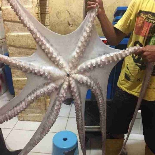Octopus