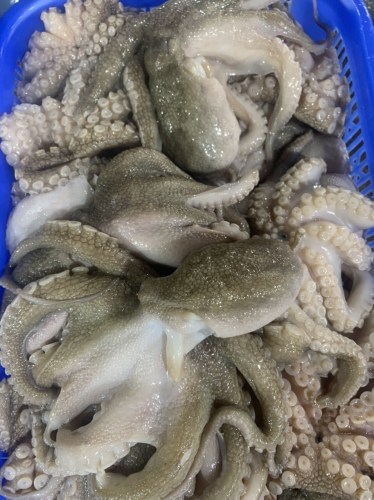 Octopus